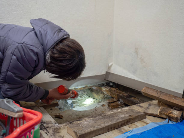 Best Black Mold Removal  in Waikapu, HI