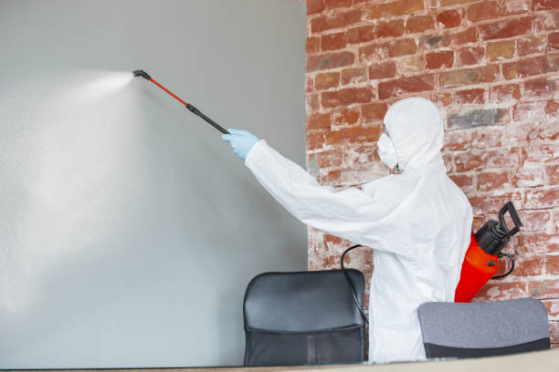 Reliable Waikapu, HI Mold Removal Solutions