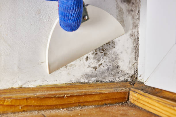Best Mold Remediation for Healthcare Facilities  in Waikapu, HI