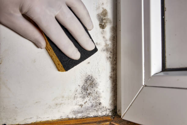 Best Basement Mold Removal  in Waikapu, HI